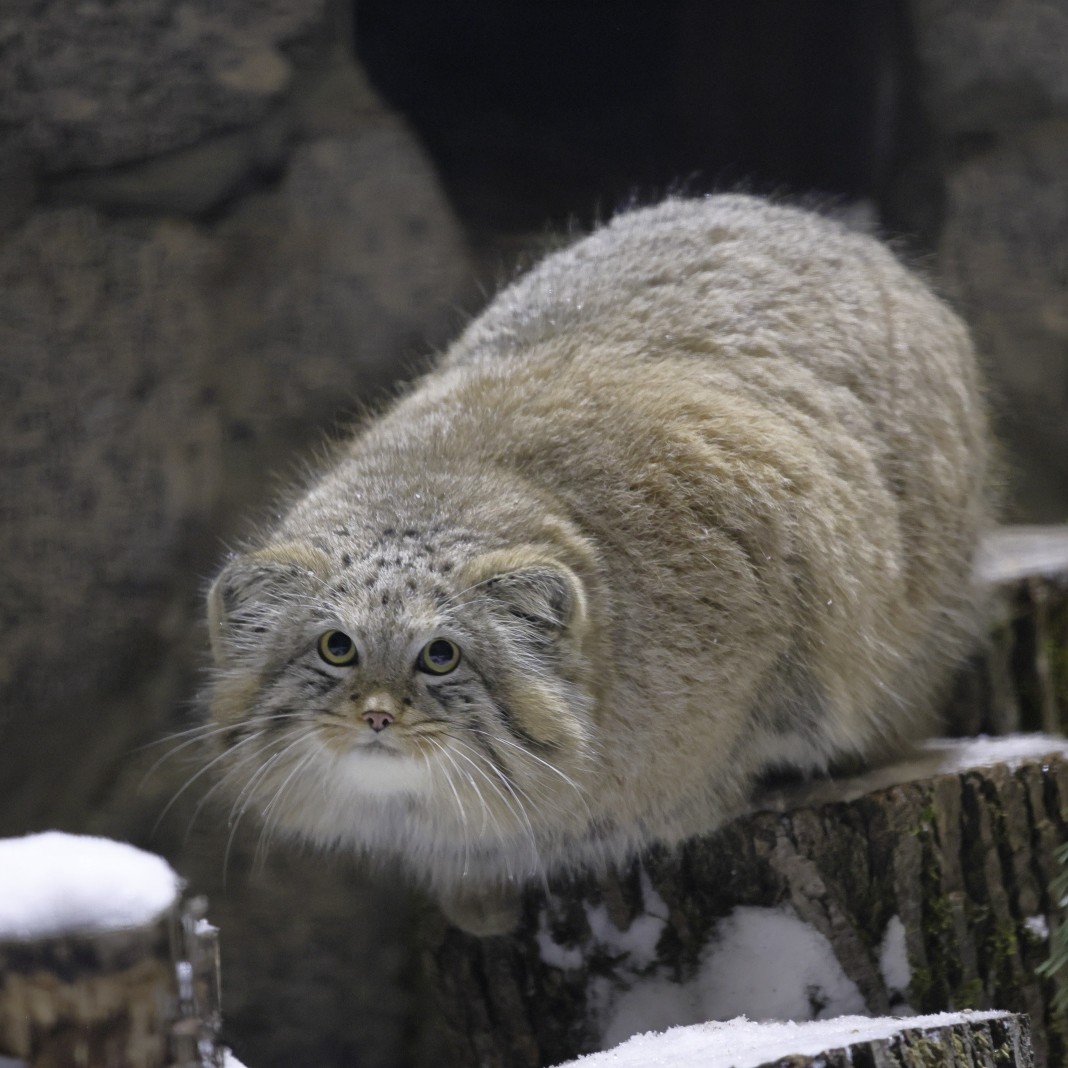 Дикая кошка